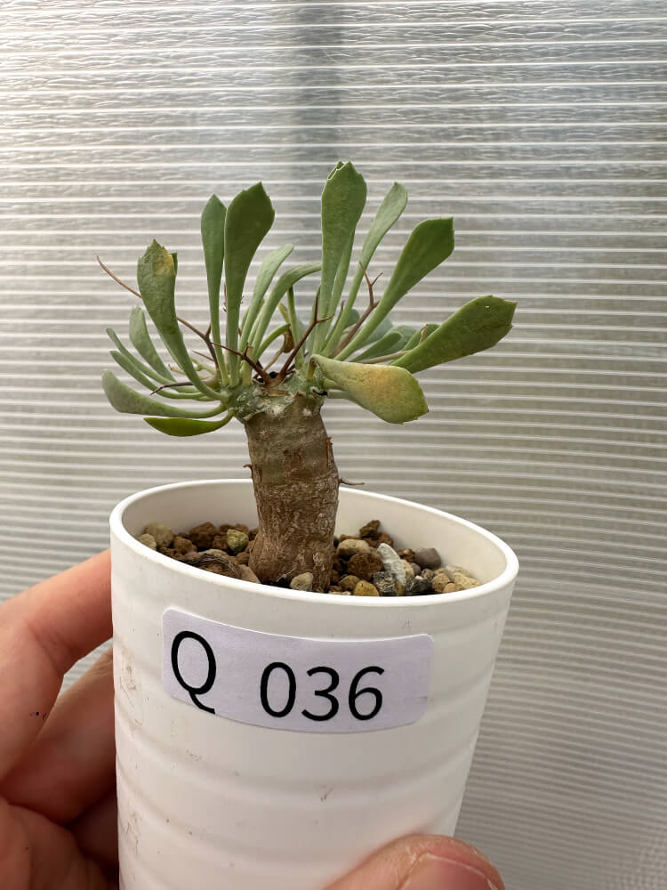 【現品限り】オトンナ・ユーフォルビオイデス【Q36】 Othonna euphorbioides