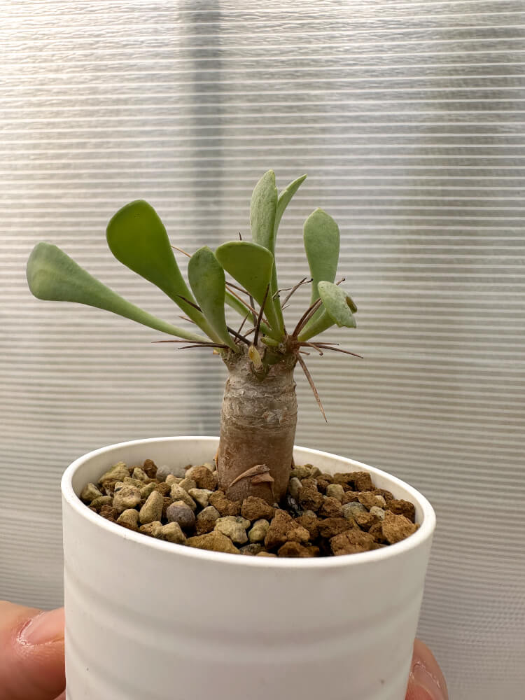 【現品限り】オトンナ・ユーフォルビオイデス【Q37】 Othonna euphorbioides