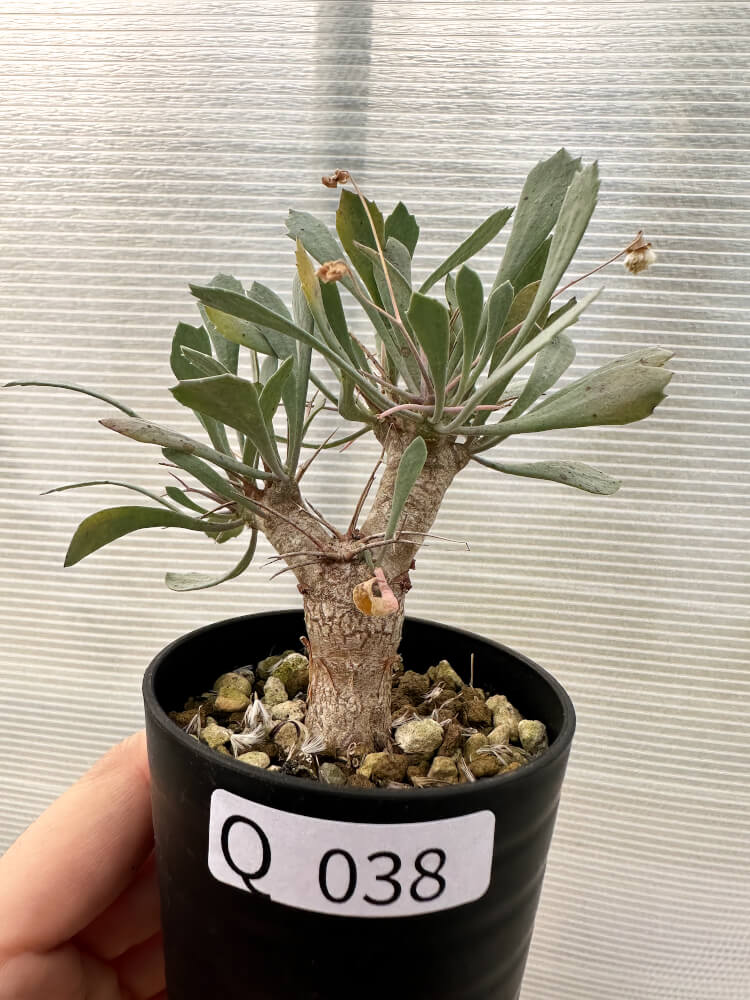 【現品限り】オトンナ・ユーフォルビオイデス【Q38】 Othonna euphorbioides