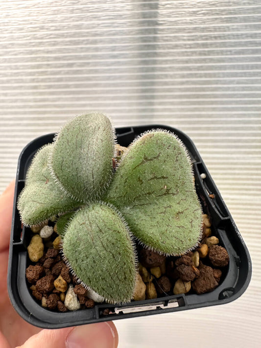 【現品限り】チレコドン・ノルティ【Q3】 Tylecodon nolteei