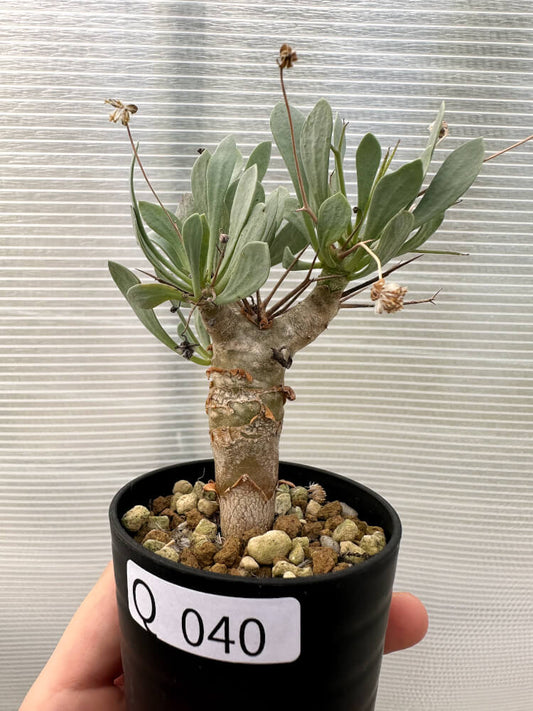 【現品限り】オトンナ・ユーフォルビオイデス【Q40】 Othonna euphorbioides