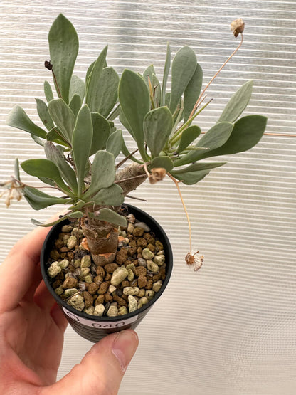 【現品限り】オトンナ・ユーフォルビオイデス【Q40】 Othonna euphorbioides