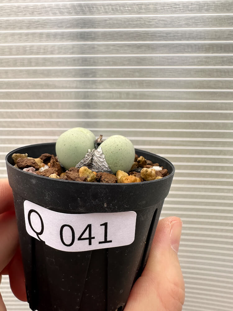【現品限り】コノフィツム・カルキュラス【Q41】 Conophytum calculus