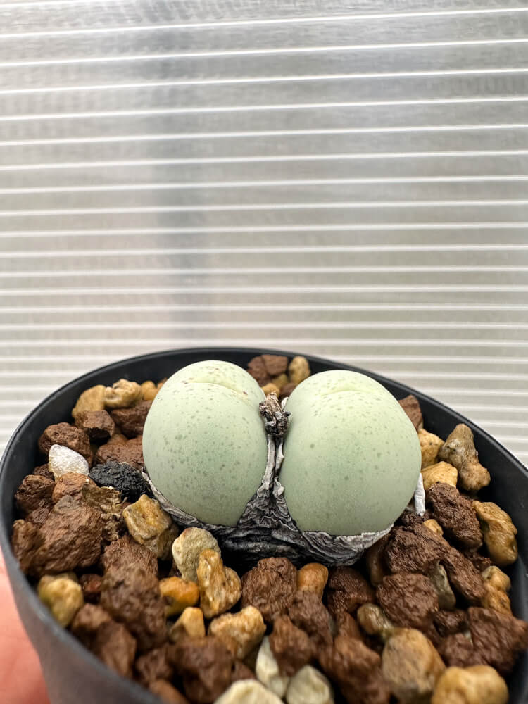 【現品限り】コノフィツム・カルキュラス【Q41】 Conophytum calculus