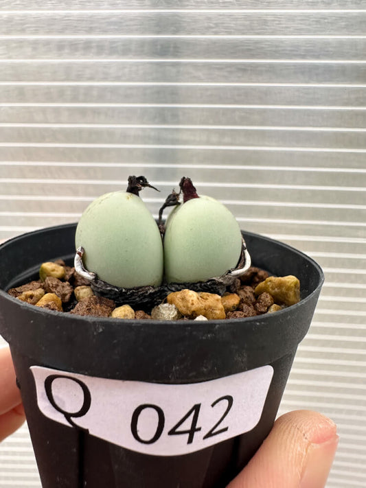 【現品限り】コノフィツム・カルキュラス【Q42】 Conophytum calculus