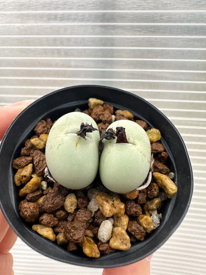 【現品限り】コノフィツム・カルキュラス【Q42】 Conophytum calculus