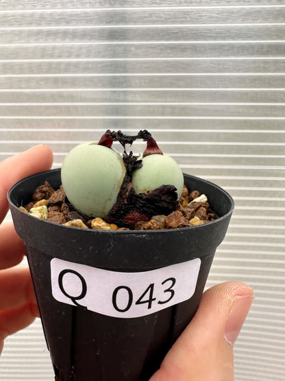 【現品限り】コノフィツム・カルキュラス【Q43】 Conophytum calculus