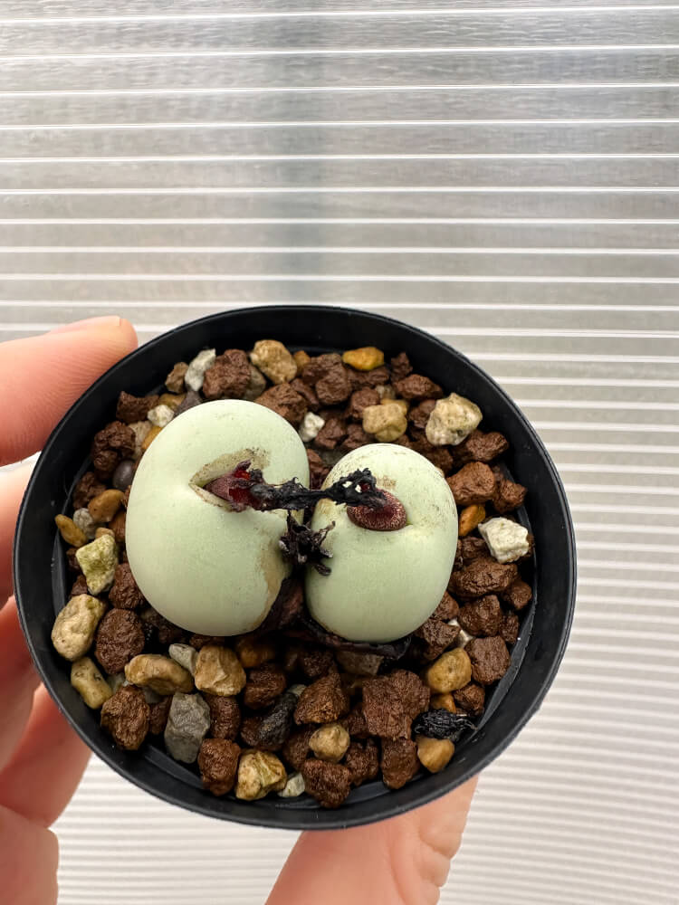 現品限り】コノフィツム・カルキュラス【Q43】 Conophytum calculus