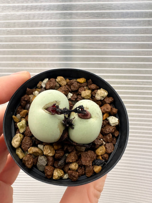 【現品限り】コノフィツム・カルキュラス【Q43】 Conophytum calculus