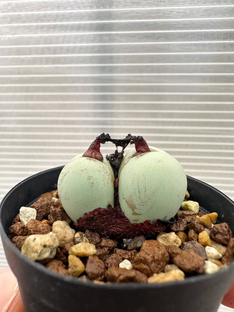現品限り】コノフィツム・カルキュラス【Q43】 Conophytum calculus