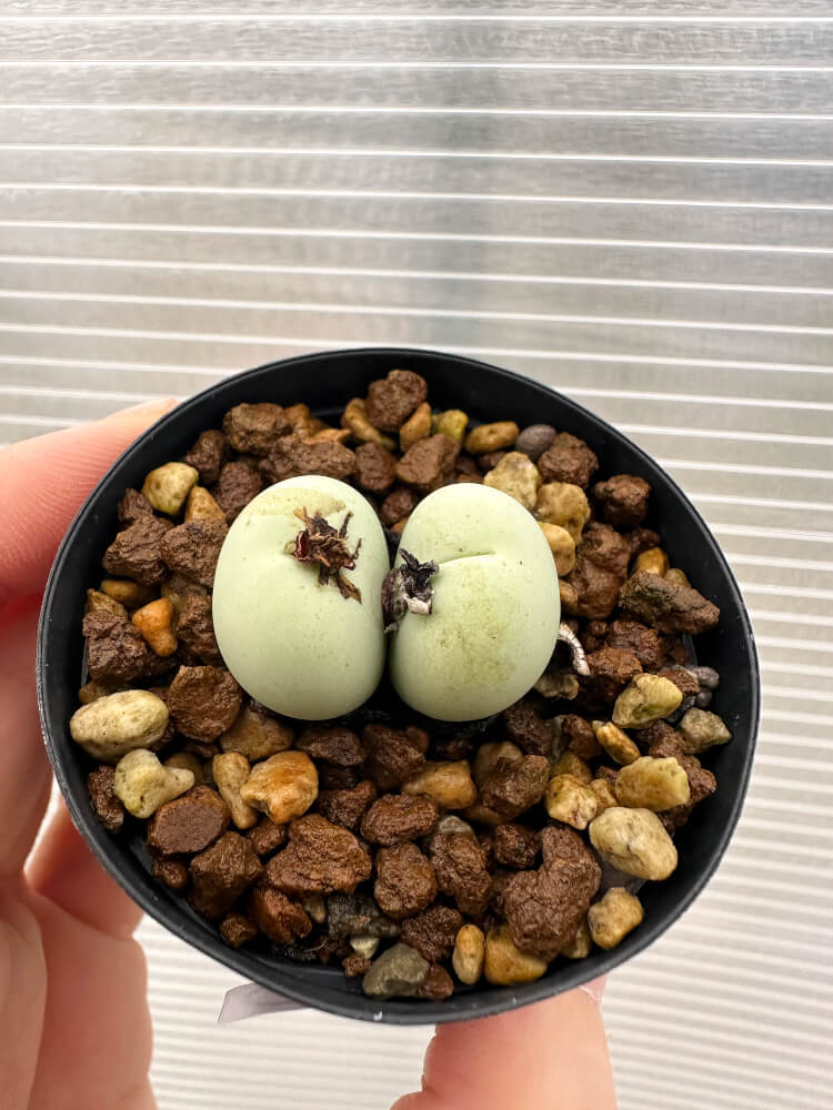 コノフィツム　ヤンギー　ポットごと コノフィツム(Conophytum) – プラントブラザーズ