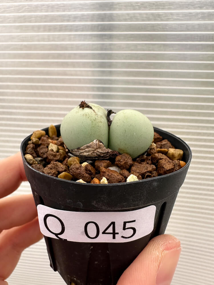 【現品限り】コノフィツム・カルキュラス【Q45】 Conophytum calculus