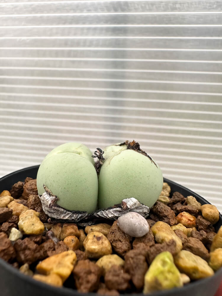 【現品限り】コノフィツム・カルキュラス【Q45】 Conophytum calculus