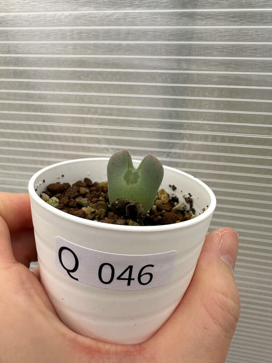 【現品限り】コノフィツム・レガレ SB793【Q46】 Conophytum regale