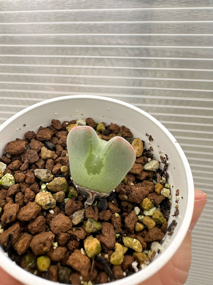 【現品限り】コノフィツム・レガレ SB793【Q46】 Conophytum regale