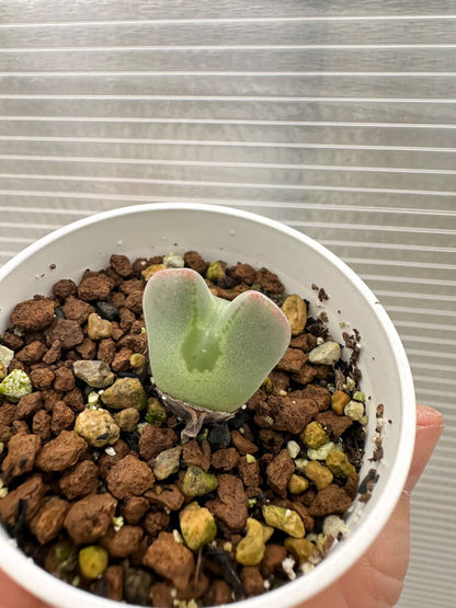 【現品限り】コノフィツム・レガレ SB793【Q46】 Conophytum regale