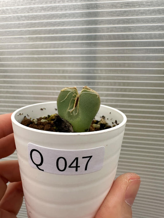 【現品限り】コノフィツム・レガレ SB793【Q47】 Conophytum regale
