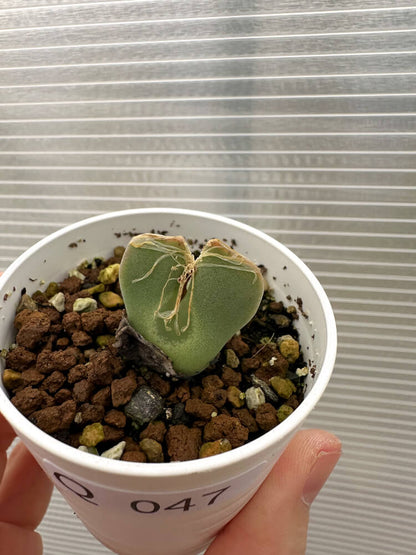 【現品限り】コノフィツム・レガレ SB793【Q47】 Conophytum regale