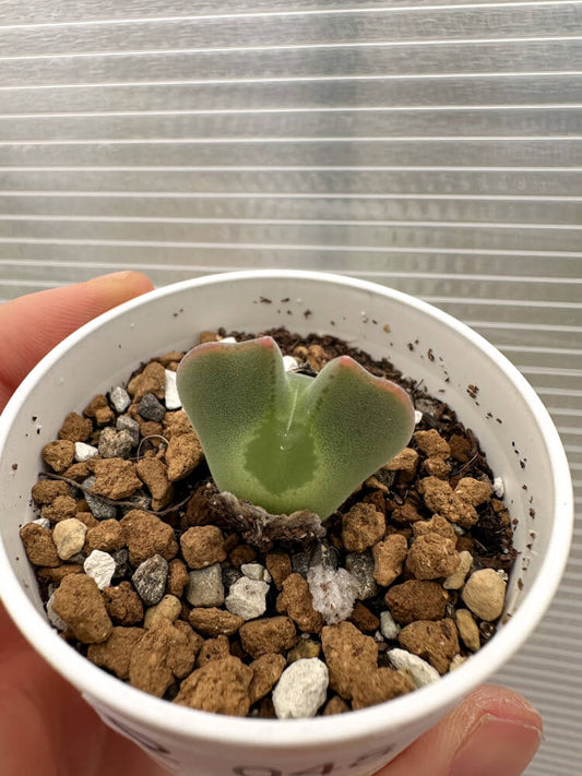 【現品限り】コノフィツム・レガレ SB793【Q48】 Conophytum regale