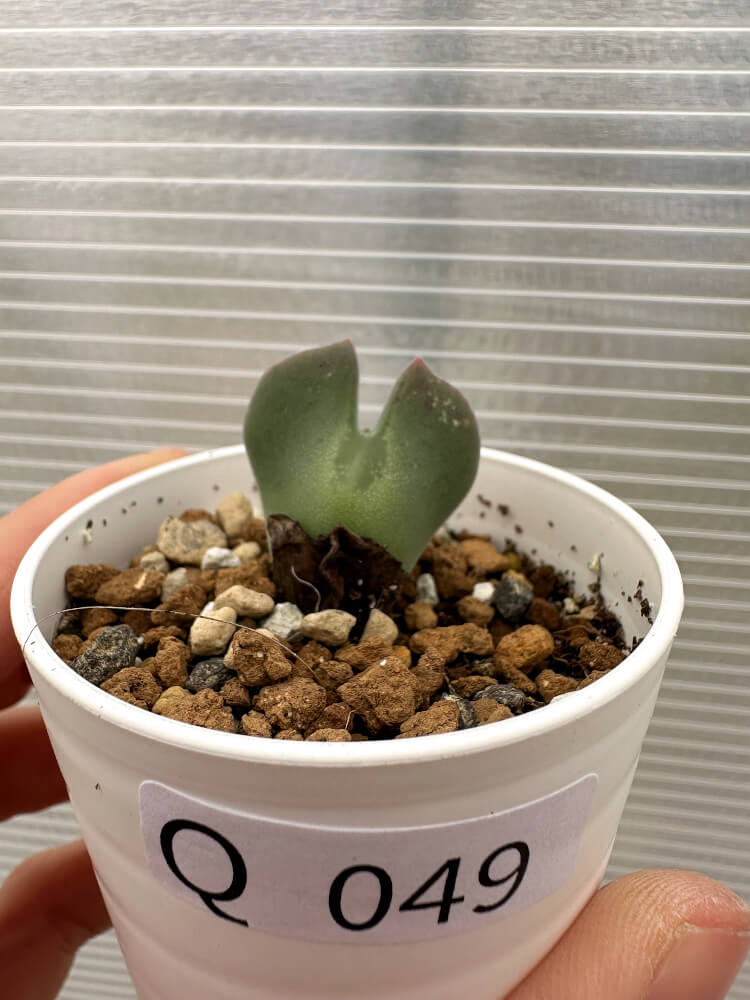 【現品限り】コノフィツム・レガレ SB793【Q49】 Conophytum regale