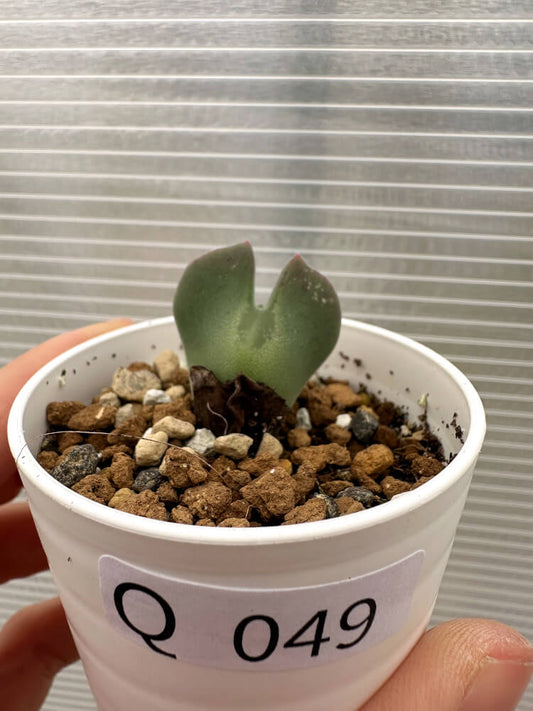 【現品限り】コノフィツム・レガレ SB793【Q49】 Conophytum regale