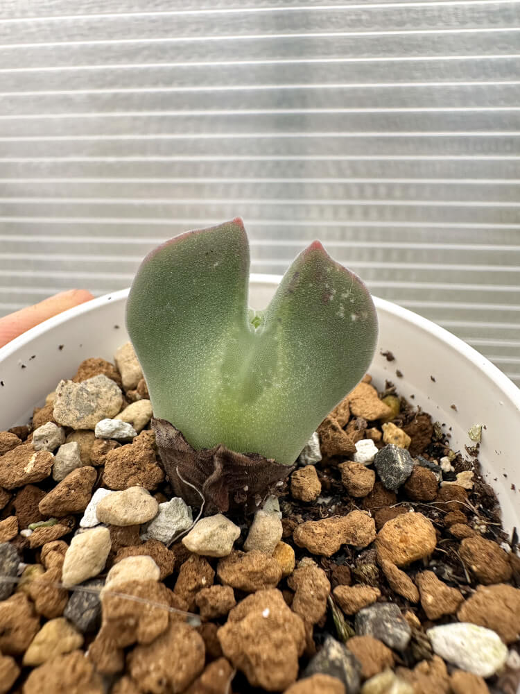 【現品限り】コノフィツム・レガレ SB793【Q49】 Conophytum regale