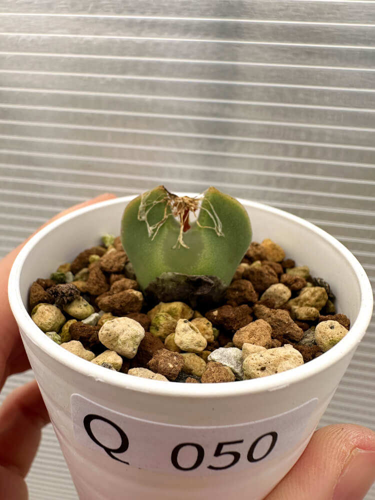 【現品限り】コノフィツム・レガレ SB793【Q50】 Conophytum regale