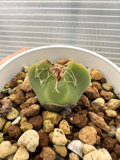 【現品限り】コノフィツム・レガレ SB793【Q50】 Conophytum regale