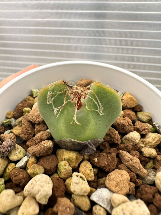 【現品限り】コノフィツム・レガレ SB793【Q50】 Conophytum regale