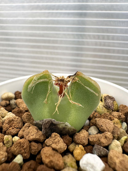 【現品限り】コノフィツム・レガレ SB793【Q50】 Conophytum regale