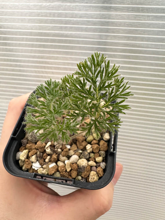 【現品限り】ペラルゴニウム・トリステ 実生【Q56】 Pelargonium triste