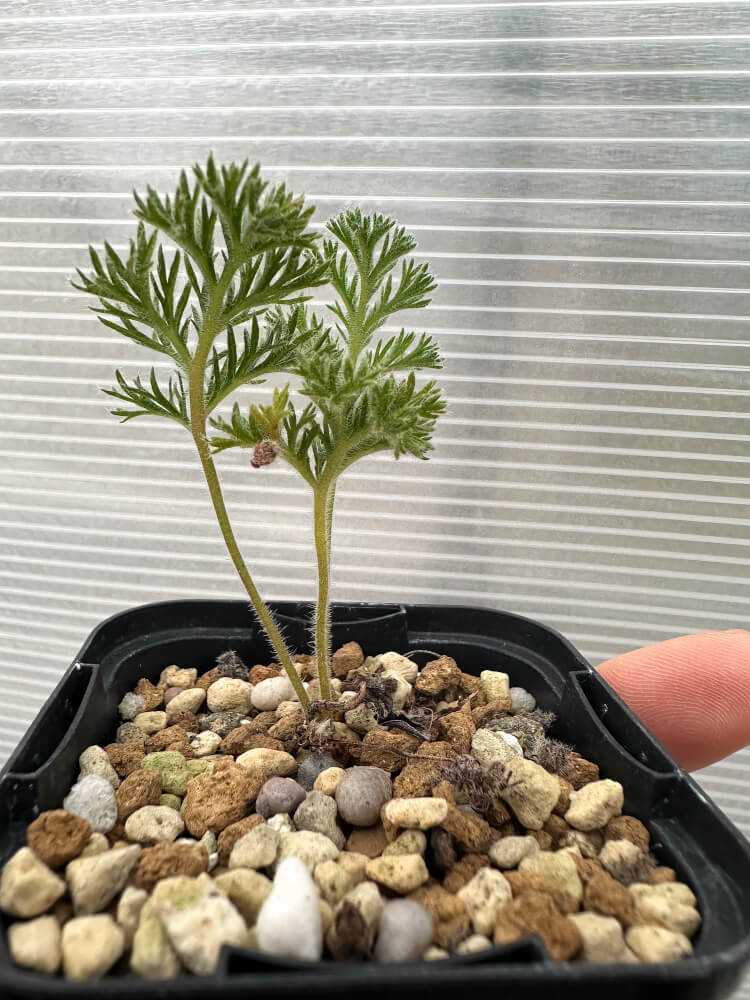 【現品限り】ペラルゴニウム・トリステ 実生【Q56】 Pelargonium triste