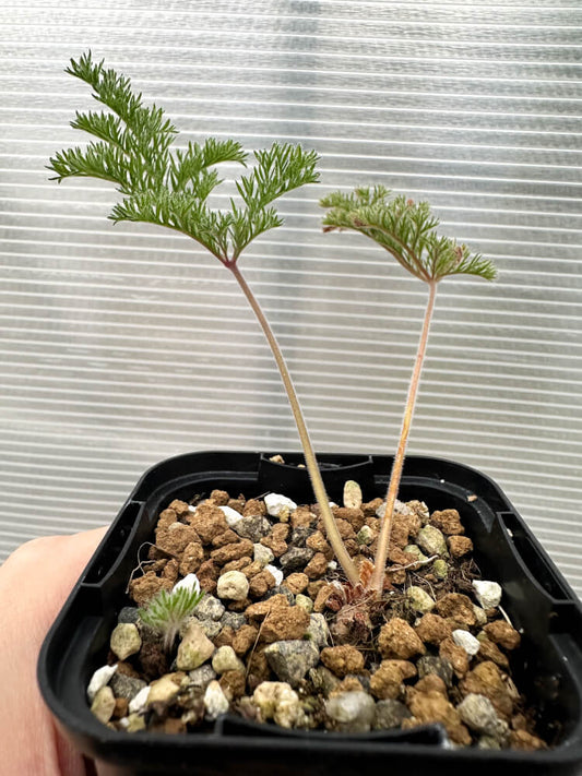 【現品限り】ペラルゴニウム・トリステ 実生【Q57】 Pelargonium triste