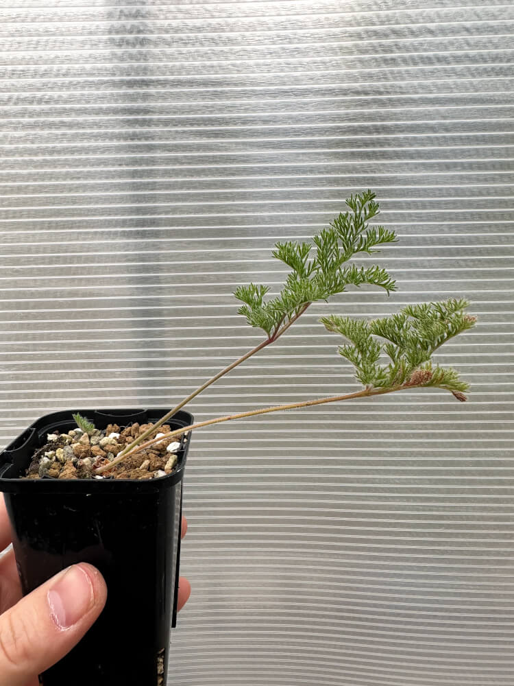 【現品限り】ペラルゴニウム・トリステ 実生【Q57】 Pelargonium triste