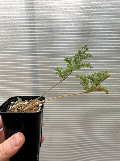 【現品限り】ペラルゴニウム・トリステ 実生【Q57】 Pelargonium triste