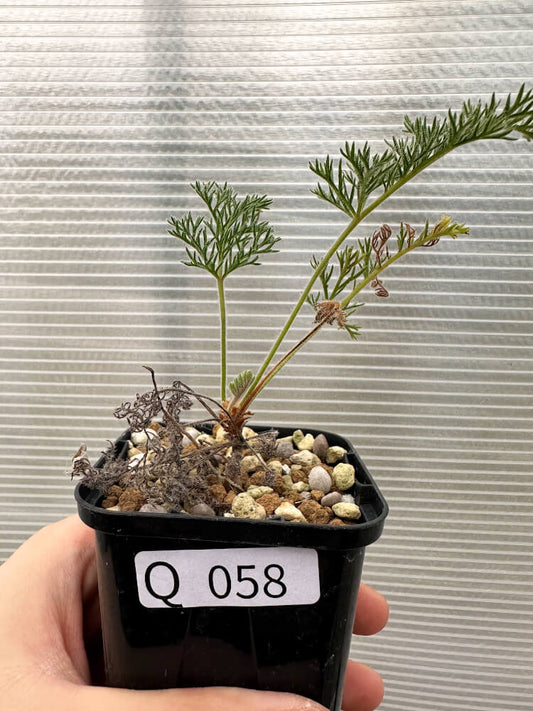 【現品限り】ペラルゴニウム・トリステ 実生【Q58】 Pelargonium triste