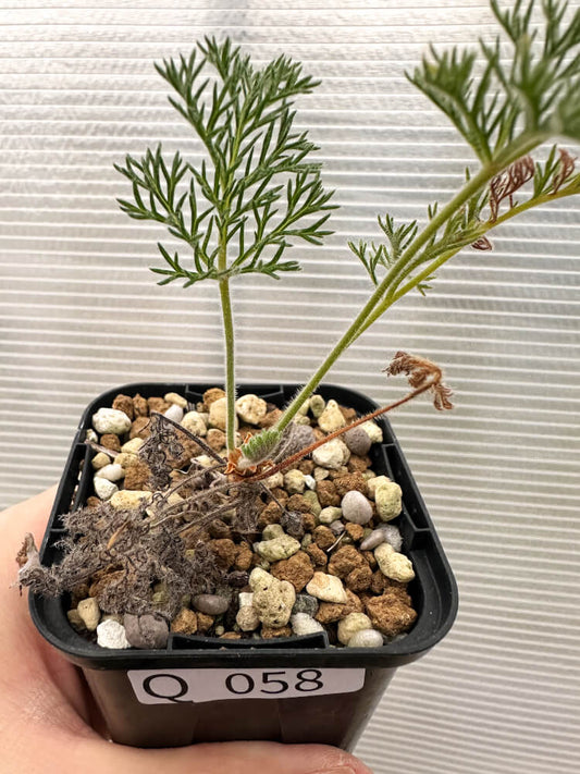 【現品限り】ペラルゴニウム・トリステ 実生【Q58】 Pelargonium triste