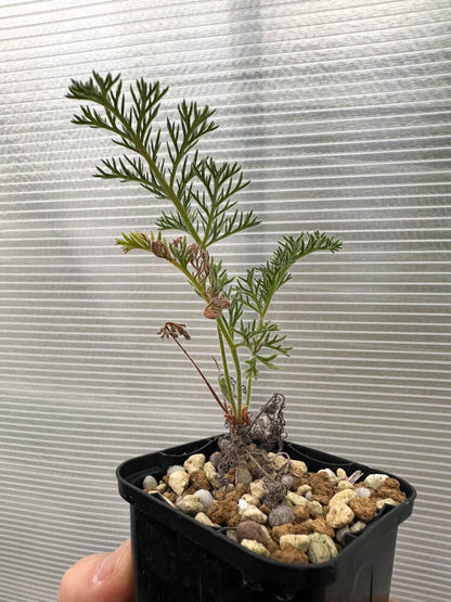 【現品限り】ペラルゴニウム・トリステ 実生【Q58】 Pelargonium triste