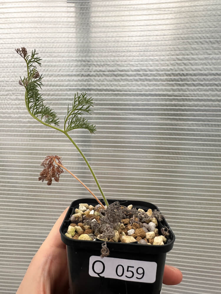 【現品限り】ペラルゴニウム・トリステ 実生【Q59】 Pelargonium triste