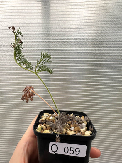 【現品限り】ペラルゴニウム・トリステ 実生【Q59】 Pelargonium triste