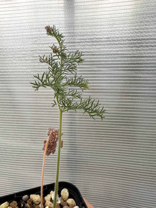 【現品限り】ペラルゴニウム・トリステ 実生【Q59】 Pelargonium triste