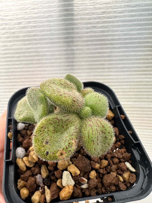 【現品限り】チレコドン・ノルティ【Q5】 Tylecodon nolteei