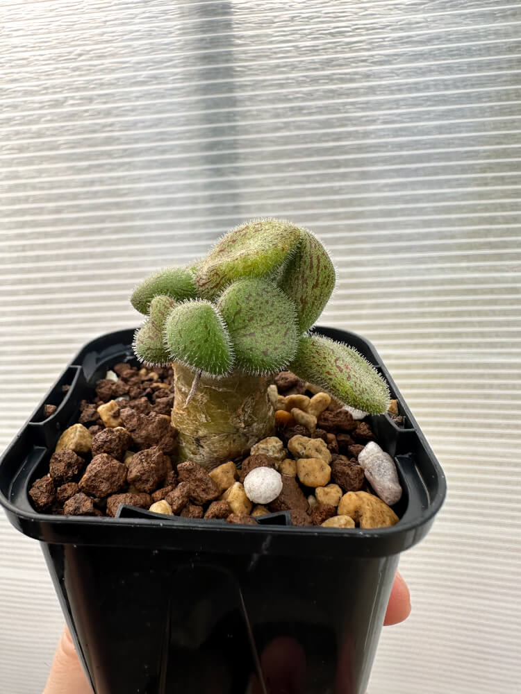 【現品限り】チレコドン・ノルティ【Q5】 Tylecodon nolteei