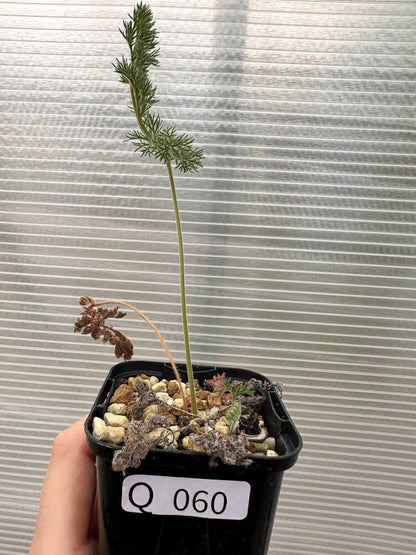 【現品限り】ペラルゴニウム・トリステ 実生【Q60】 Pelargonium triste