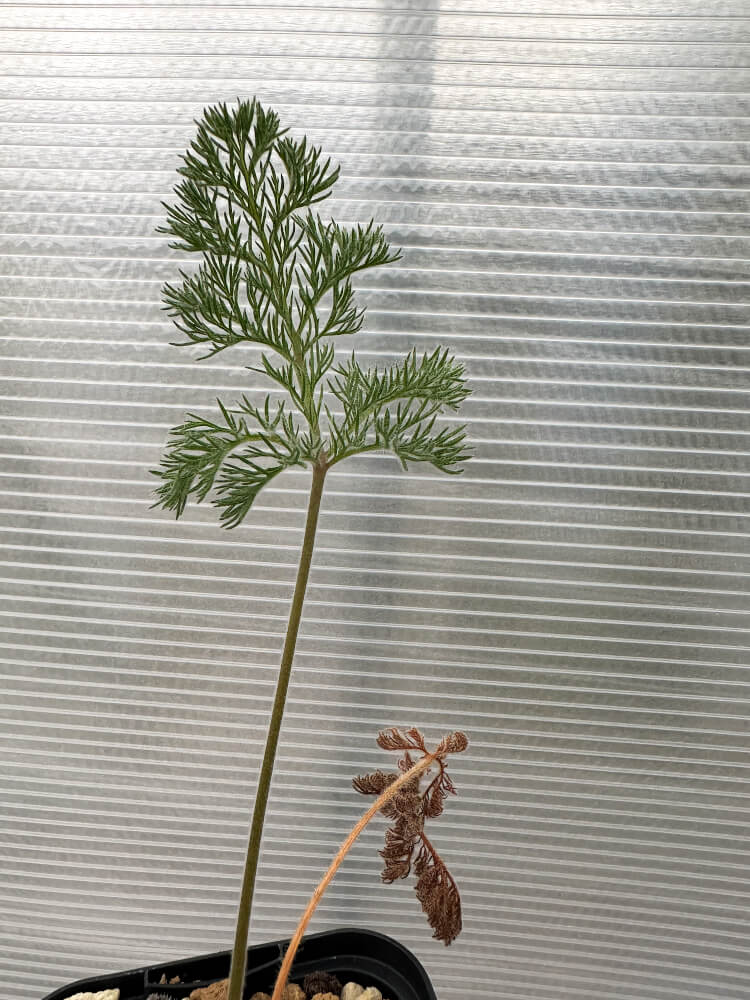 【現品限り】ペラルゴニウム・トリステ 実生【Q60】 Pelargonium triste