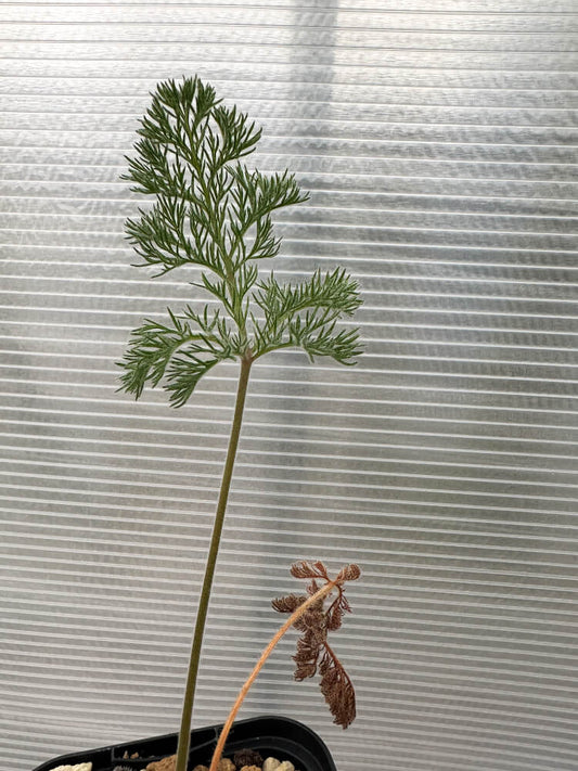 【現品限り】ペラルゴニウム・トリステ 実生【Q60】 Pelargonium triste