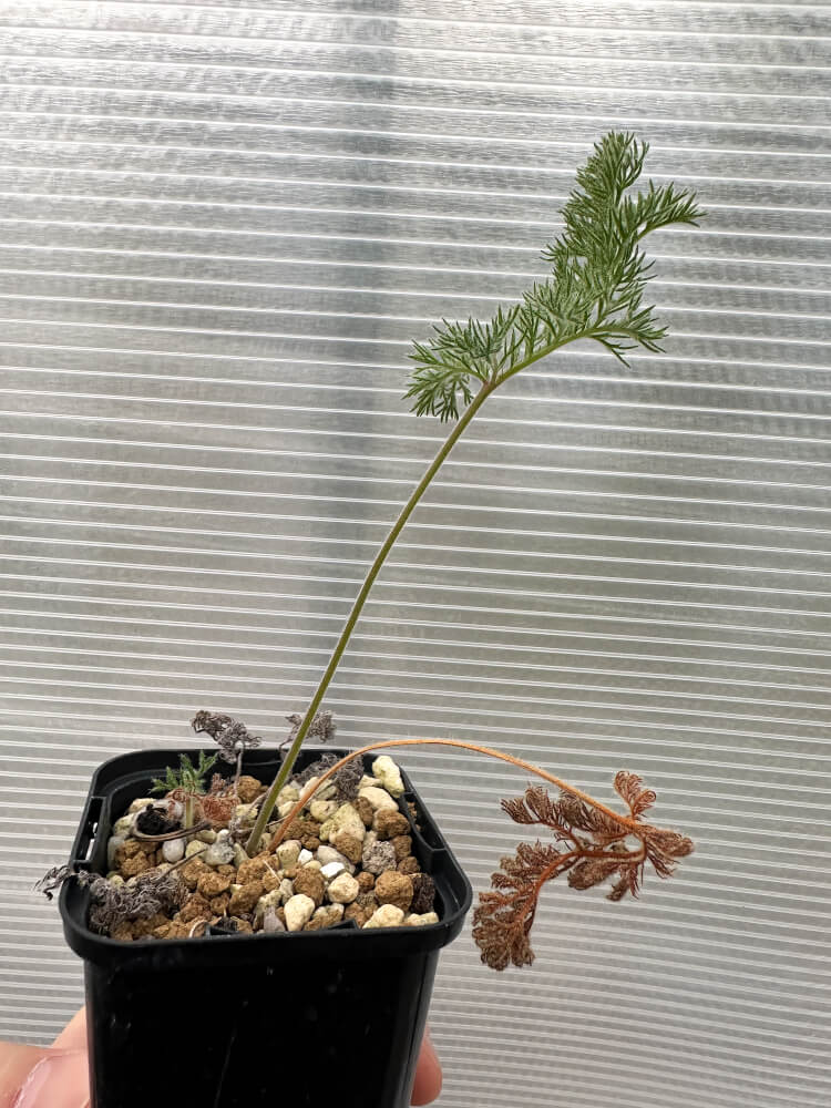 【現品限り】ペラルゴニウム・トリステ 実生【Q60】 Pelargonium triste