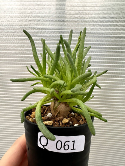 【現品限り】フィロボルス・テヌイフロルス【Q61】 Phyllobolus tenuiflorus