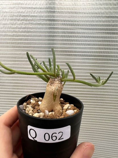 【現品限り】フィロボルス・テヌイフロルス【Q62】 Phyllobolus tenuiflorus