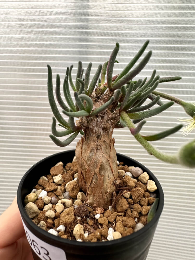 【現品限り】フィロボルス・テヌイフロルス【Q63】 Phyllobolus tenuiflorus
